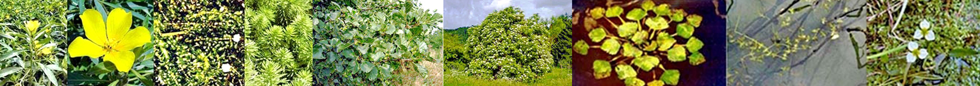 panoramique